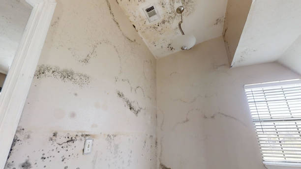 Asbestos and Lead Testing During Mold Inspection in Canyon Day, AZ