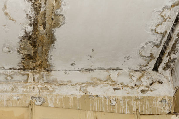 Best Environmental Consulting for Mold Prevention  in Canyon Day, AZ