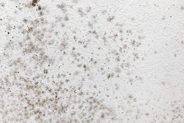 Canyon Day, AZ Mold Removal Company