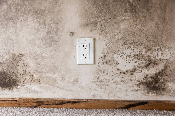 Dehumidification Services in Canyon Day, AZ